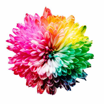 Blossom & Bloom Logo